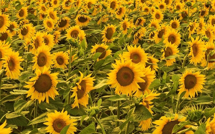 Flowers (Dual Monitor) Theme screenshot #11