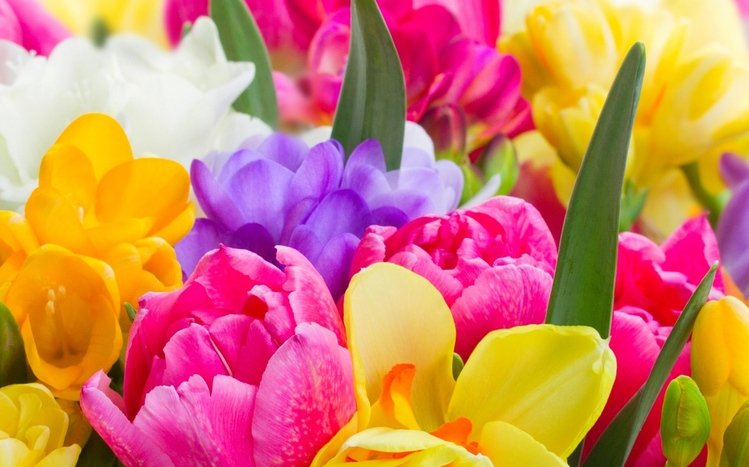 Flowers (Dual Monitor) Theme screenshot #3