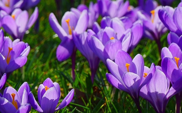 Flowers (Dual Monitor) Theme screenshot #17