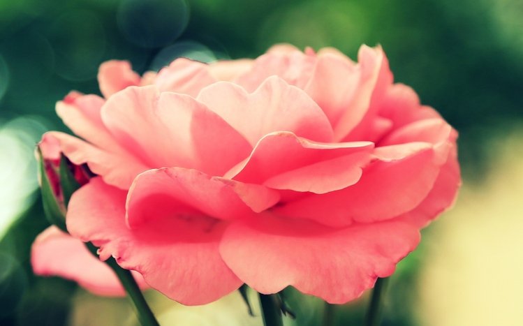 Flowers (Dual Monitor) Theme screenshot #8