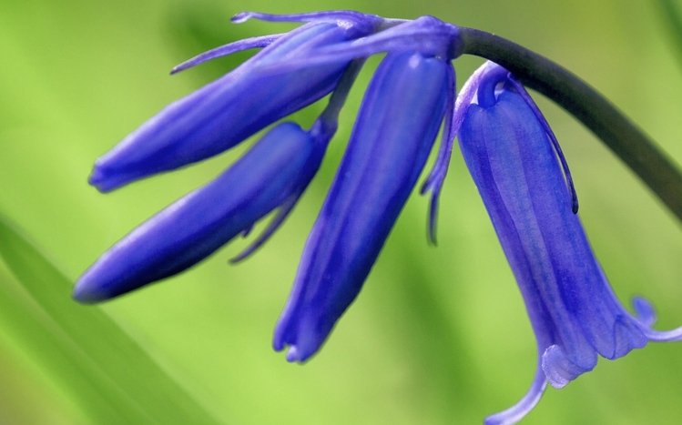 Flowers (Dual Monitor) Theme screenshot #5