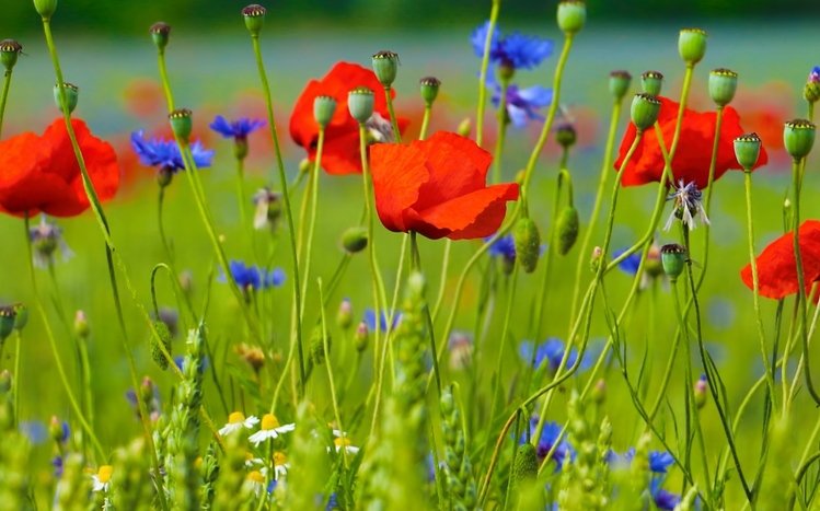 Flowers (Dual Monitor) Theme screenshot #21