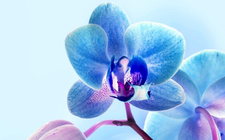 Flowers (Dual Monitor) Theme screenshot #4