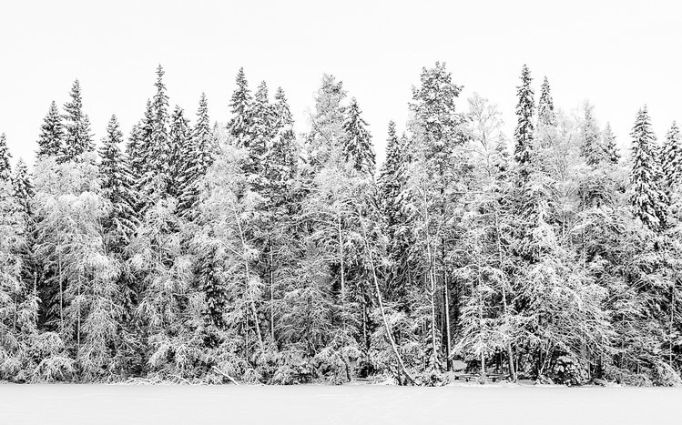 Forests (Dual Monitor) Theme screenshot #10