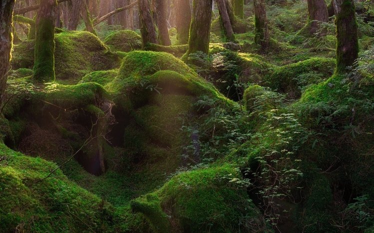 Forests (Dual Monitor) Theme screenshot #17