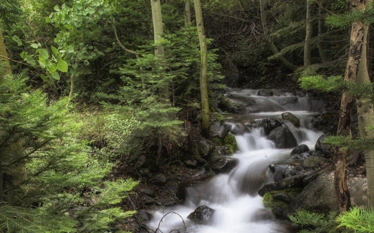 Forests (Dual Monitor) Theme screenshot #7