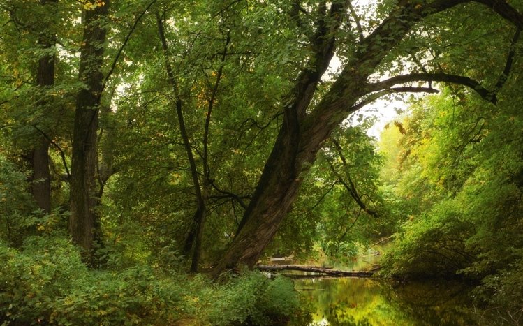 Forests (Dual Monitor) Theme screenshot #18