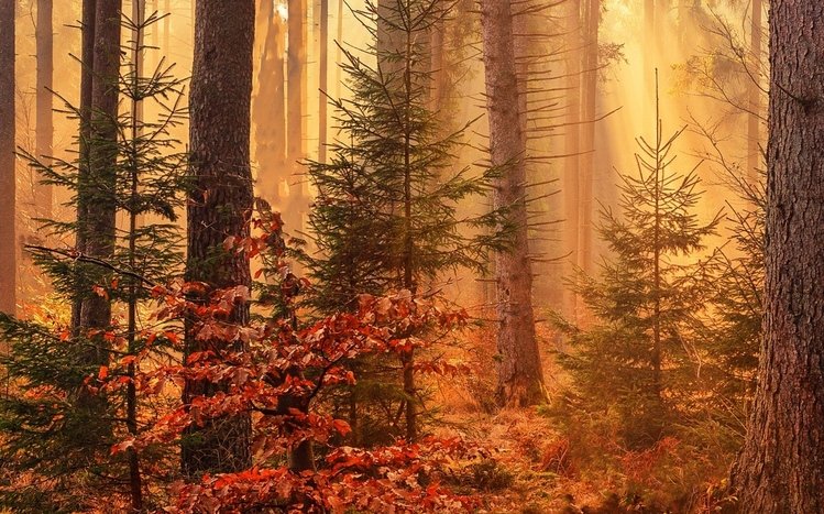 Forests (Dual Monitor) Theme screenshot #1