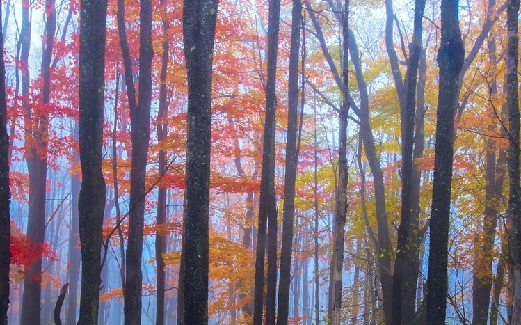 Forests (Dual Monitor) Theme screenshot #2