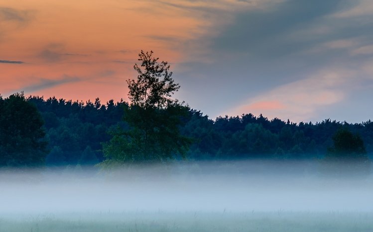 Forests (Dual Monitor) Theme screenshot #12