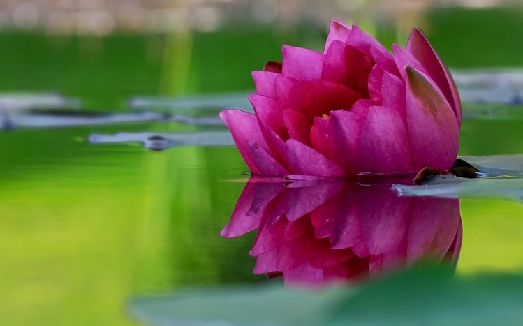 Nature (Dual Monitor) Theme screenshot #1