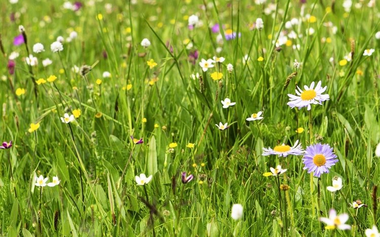 Nature (Dual Monitor) Theme screenshot #12