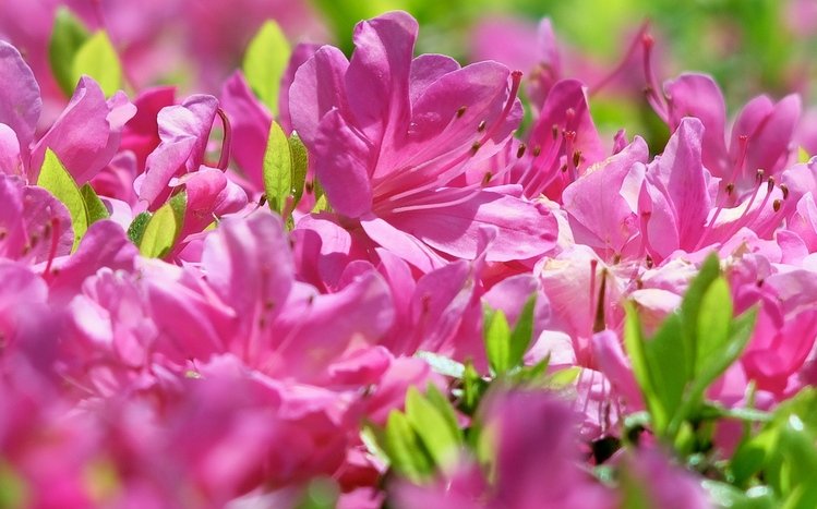 Nature (Dual Monitor) Theme screenshot #14