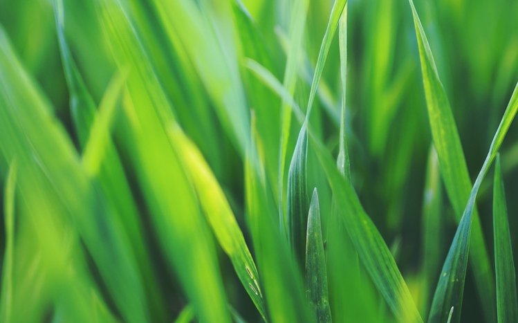 Nature (Dual Monitor) Theme screenshot #17