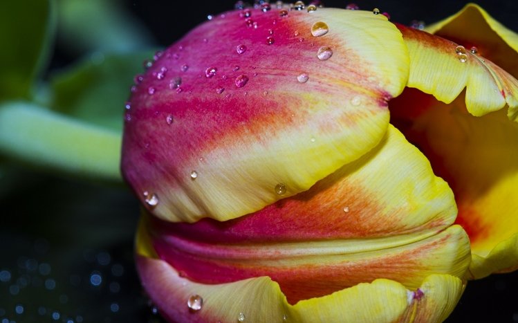 Nature (Dual Monitor) Theme screenshot #13