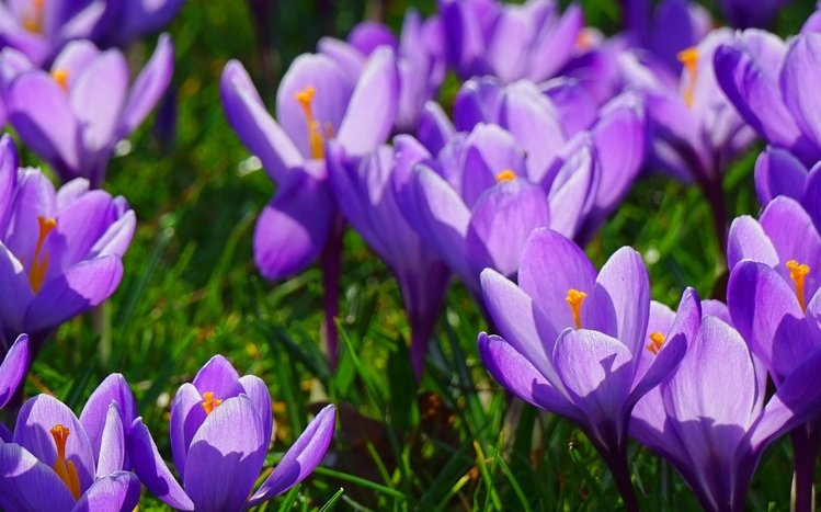 Nature (Dual Monitor) Theme screenshot #16