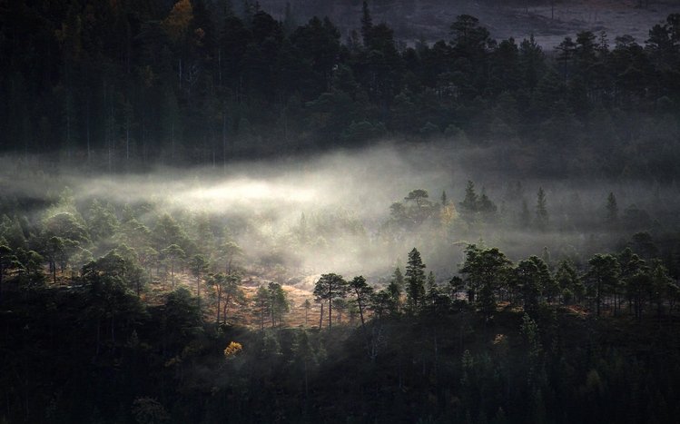 Dark Forest Theme screenshot #14