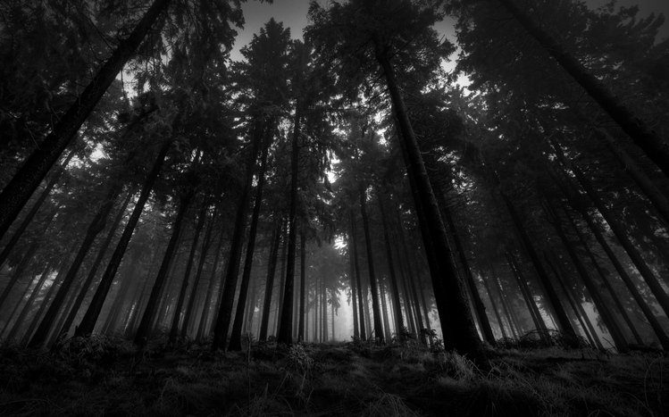 Dark Forest Theme screenshot #10