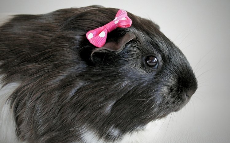 Pet Guinea Pigs Theme screenshot #5