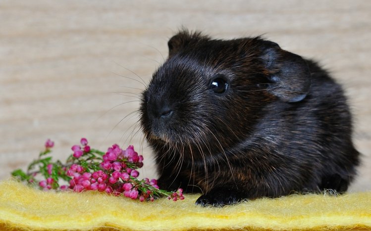 Pet Guinea Pigs Theme screenshot #12