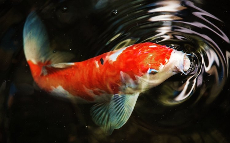 Koi Theme screenshot #14