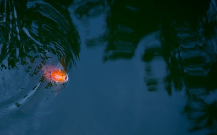 Koi Theme screenshot #8