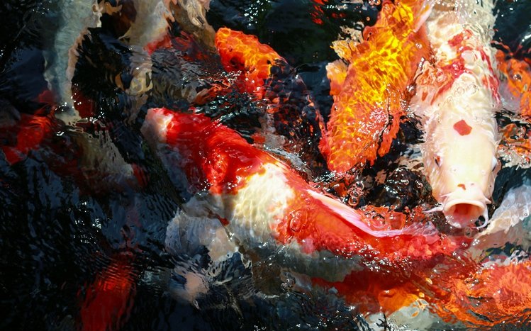 Koi Theme screenshot #7