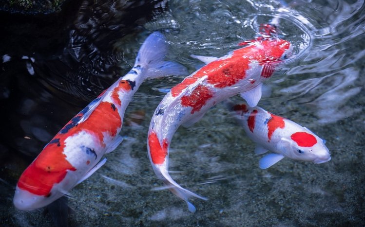 Koi Theme screenshot #9