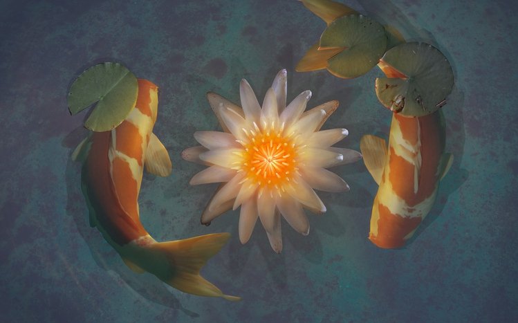 Koi Theme screenshot #10