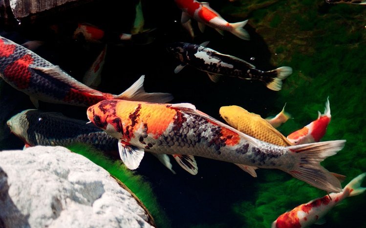 Koi Theme screenshot #3