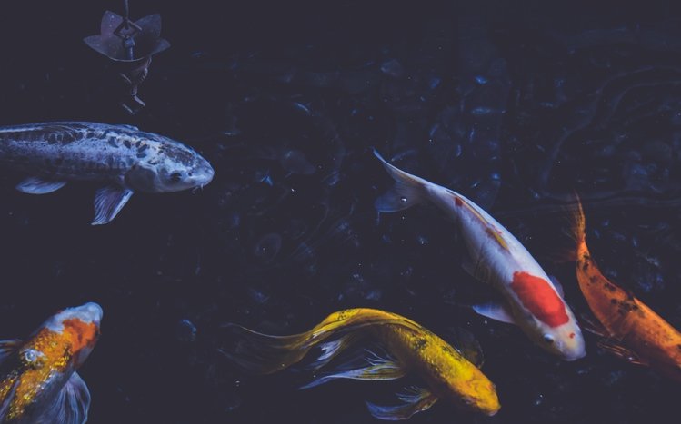 Koi Theme screenshot #11