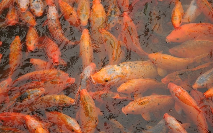 Koi Theme screenshot #12