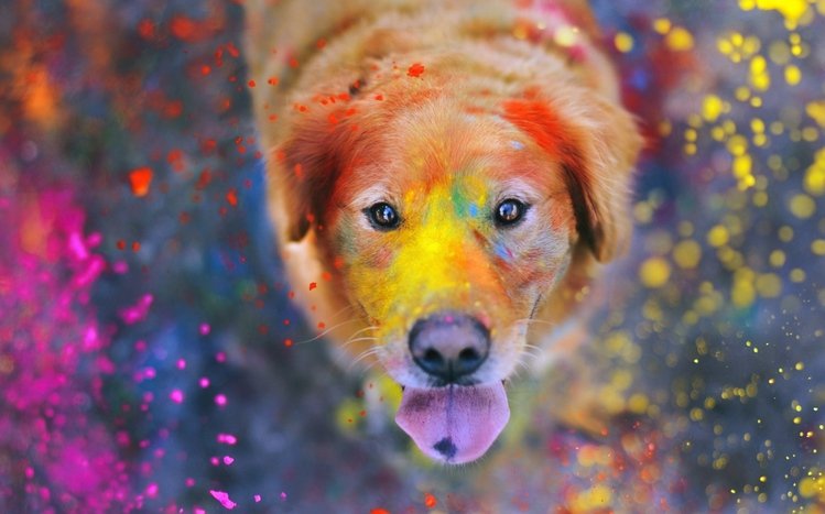 Holi Theme screenshot #8