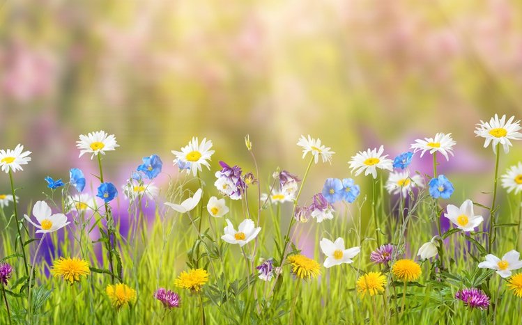 First Day of Spring Theme screenshot #11