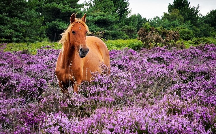 Horses Theme screenshot #14