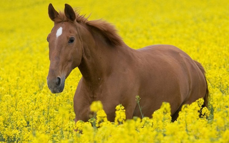 Horses Theme screenshot #2