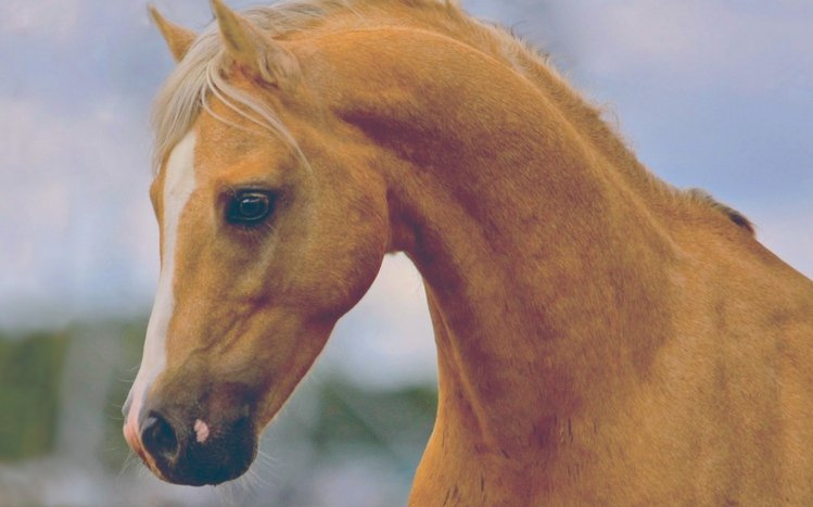 Horses Theme screenshot #7