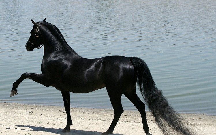 Horses Theme screenshot #6