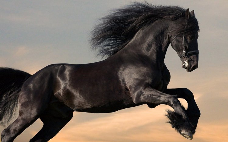 Horses Theme screenshot #3