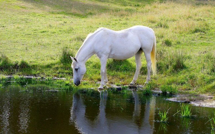 Horses Theme screenshot #11