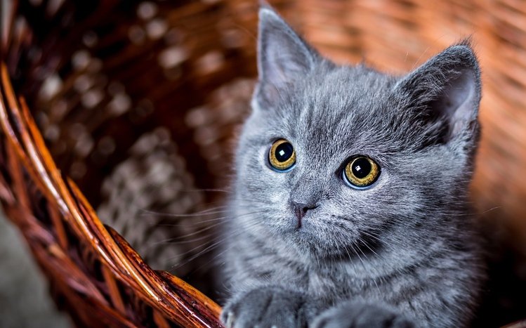 Kittens Theme screenshot #9