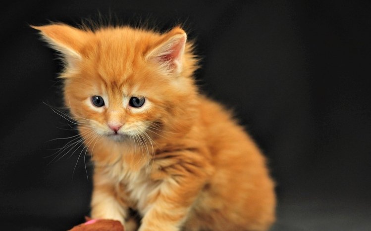 Kittens Theme screenshot #11