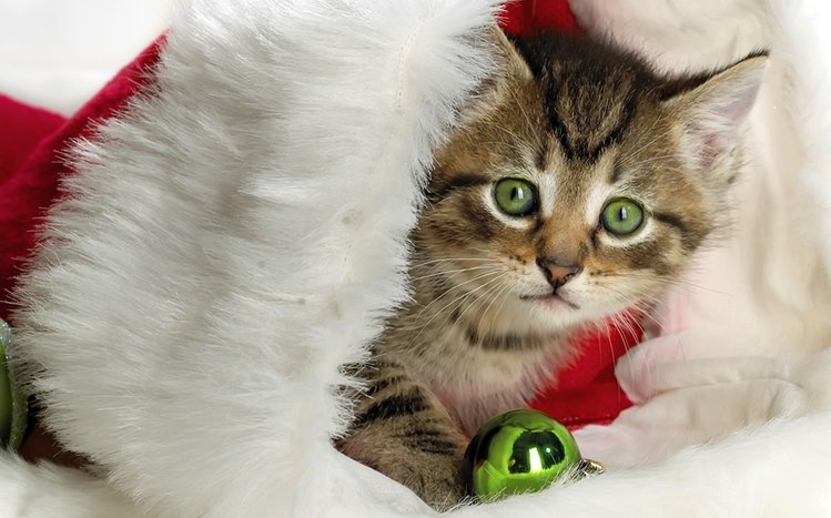 Kittens Theme screenshot #7