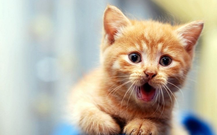 Kittens Theme screenshot #13