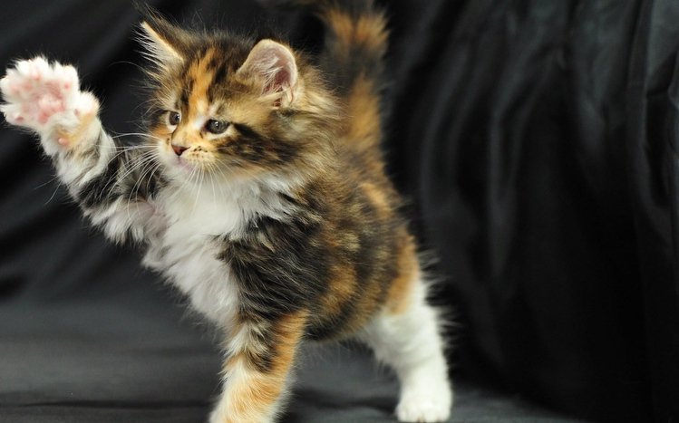 Kittens Theme screenshot #3