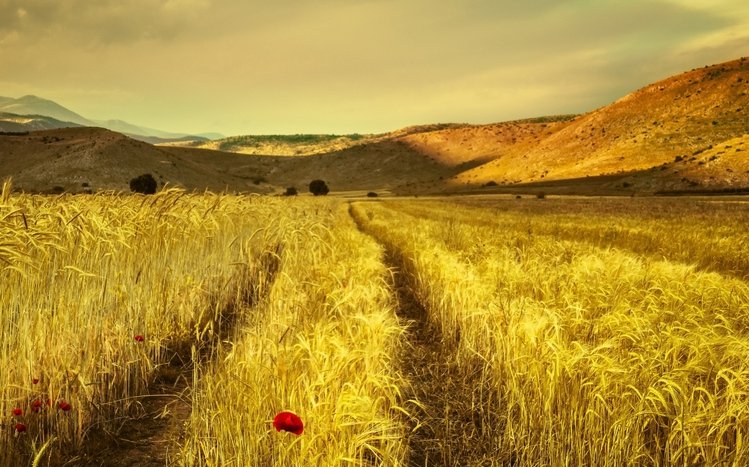 Summer Landscape Theme screenshot #14