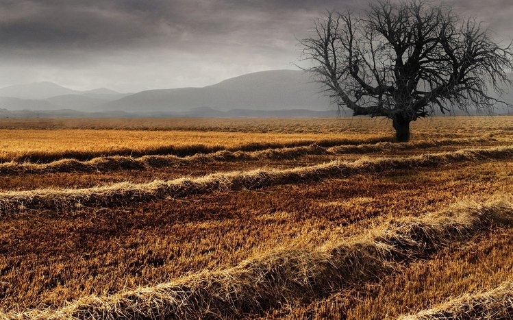 Summer Landscape Theme screenshot #13