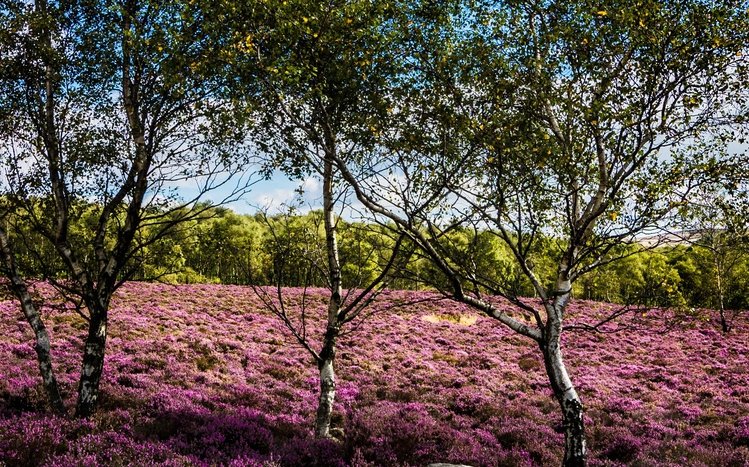 Summer Landscape Theme screenshot #12