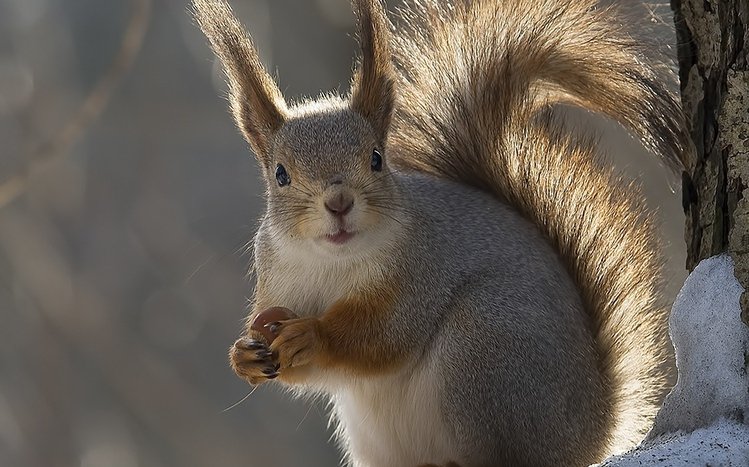 Squirrel Theme screenshot #1