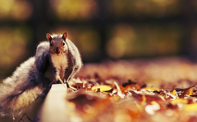 Squirrel Theme screenshot #3